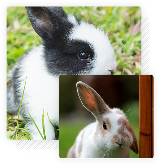 cute-white-brown-rabbit-with-one-ear-up-green-field