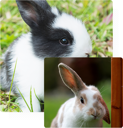 cute-white-brown-rabbit-with-one-ear-up-green-field_tr